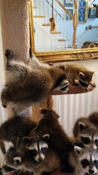 Rescued Baby Raccoons are Ready to Eat