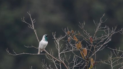 Beautiful Bare-throated Bellbird birds and nature sound