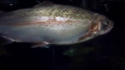 MCH 122 WHAT YOUR FISHING FOR SIX.giant rainbow trout.