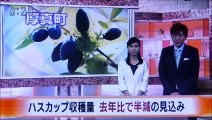 2019 06 25　NHK ほっとニュースアイヌモシリ　【 神聖なる アイヌモシリからの 自由と真実の声 】