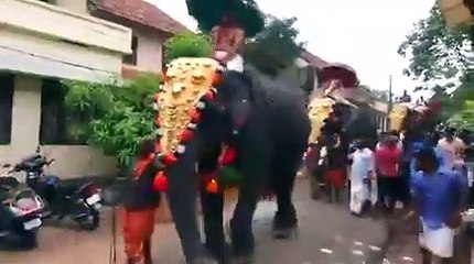 பேக் சைட் காலால் ஒருவரை எட்டி உதைத்த யானை வைரல் வீடியோ