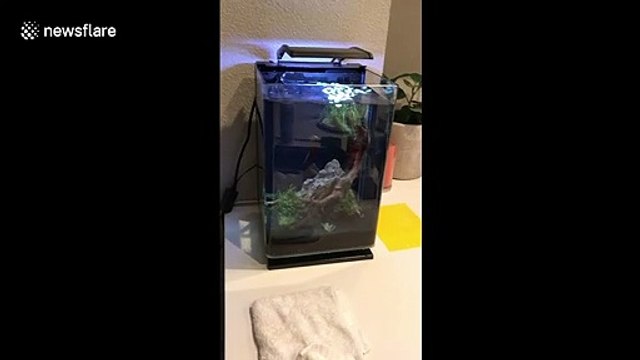 Fish tank spills as strong quake hits California
