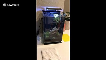 Fish tank spills as strong quake hits California