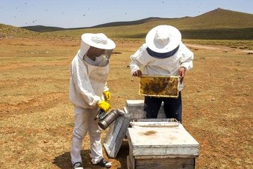 Volkanik Karacadağ'da bal hasadı başladı! Hedef 600 ton