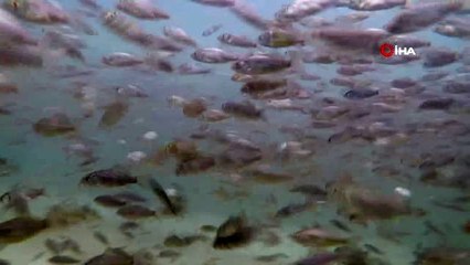 Anaç sazan balıklarından keçi gibi balık sağımı