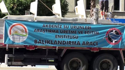 Anaç sazan balıklarından keçi gibi balık sağımı