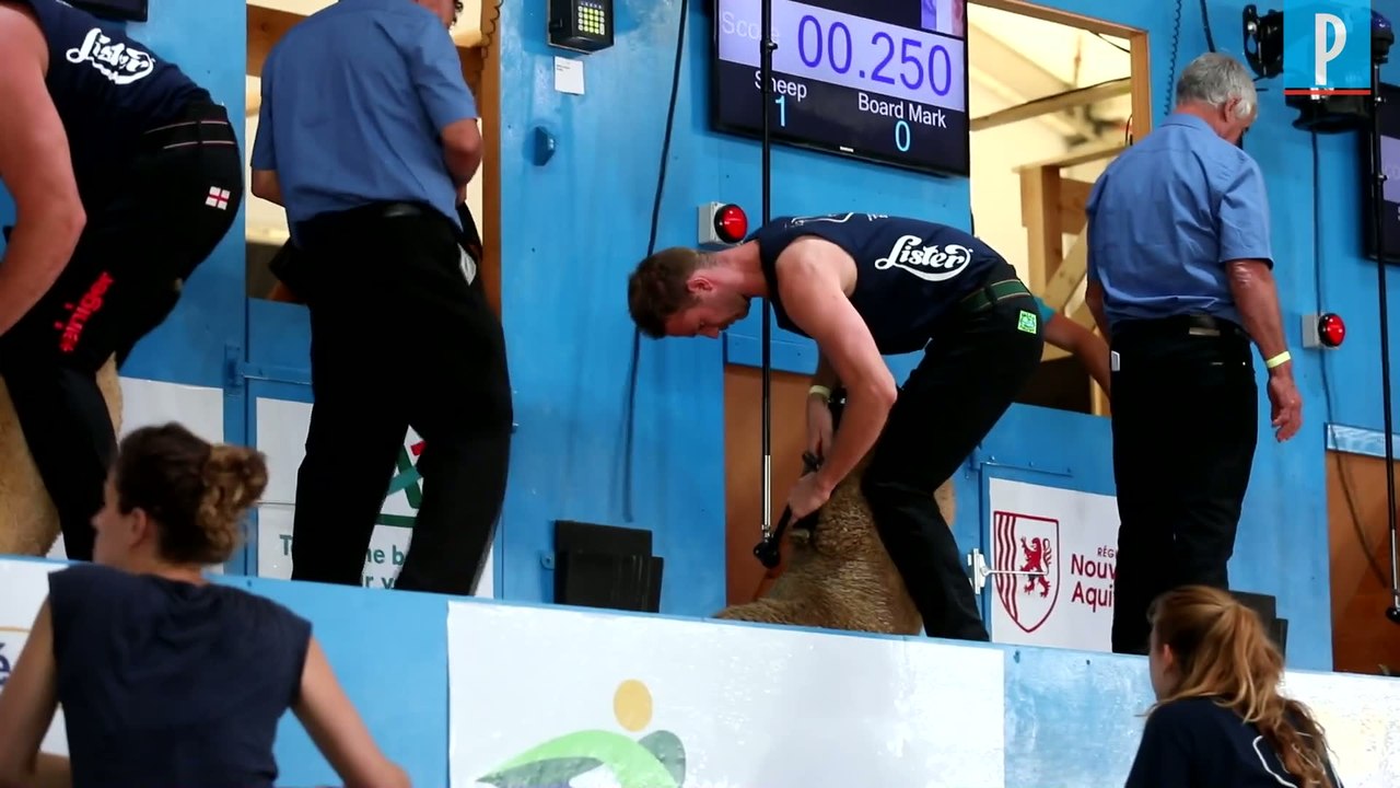 Loïc, champion français de tonte de moutons : "J'ai tondu jusqu'à 40.000 bêtes par an"