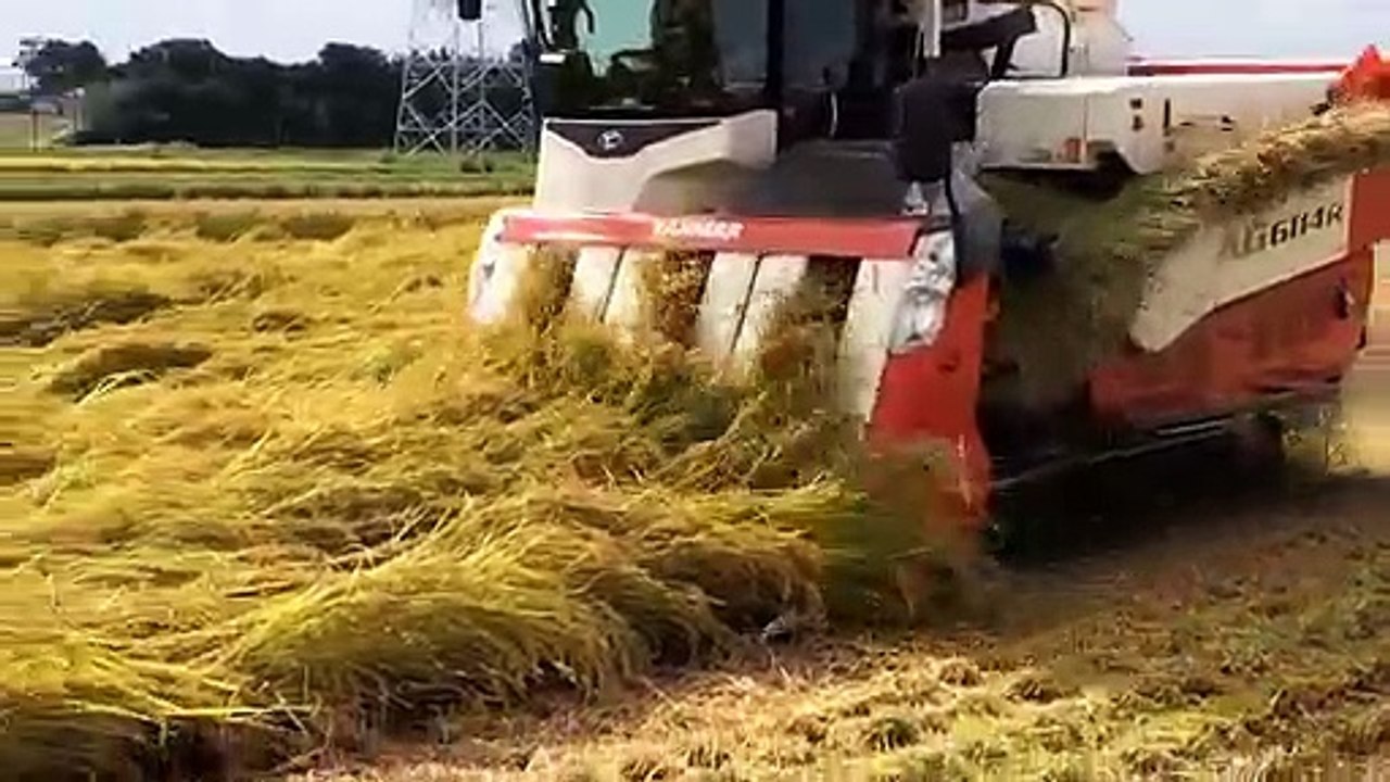 Harvesting of paddy by machine