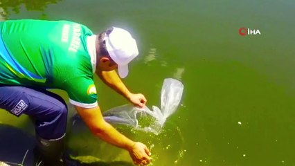 Göl ve göletlere 5,1 milyon yavru balık bırakılacak