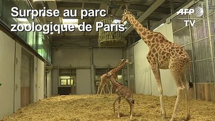 Un girafon né au parc zoologique de Paris