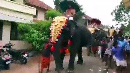 பேக் சைட் காலால் ஒருவரை எட்டி உதைத்த யானை வைரல் வீடியோ