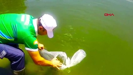 727 göl ve gölete, 5,1 milyon sazan yavrusu bırakılacak