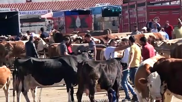 Şarkışla hayvan pazarında hareketlilik başladı - SİVAS