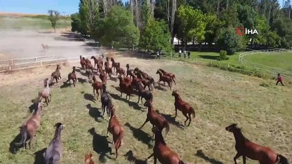 Hipodromların Şampiyonları Sultansuyu’nda yetişiyor