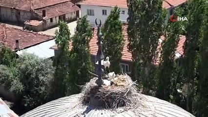 TOKAT'TAKİ CAMİYE HER YIL GELEN LEYLEK AİLESİ