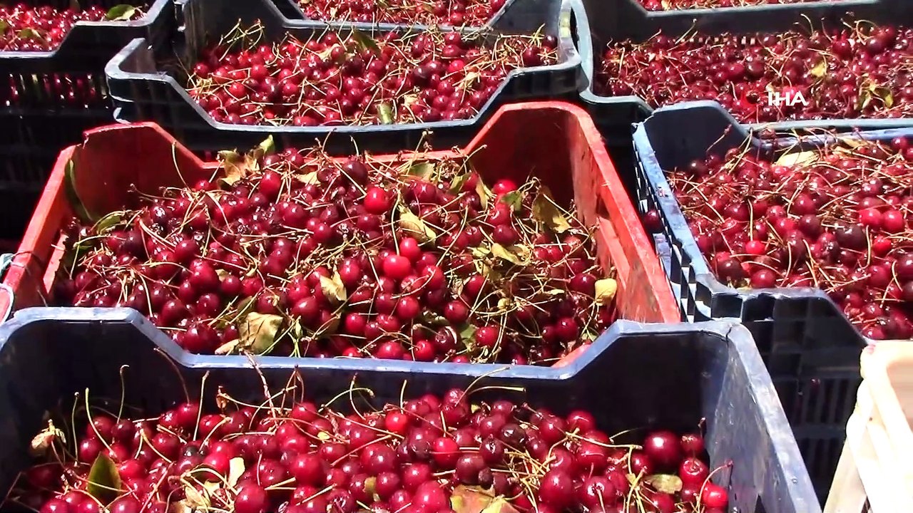 Kütahya'da vişne üreticisi çıkış yolu arıyor