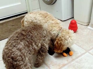 Bear crunching his toy.