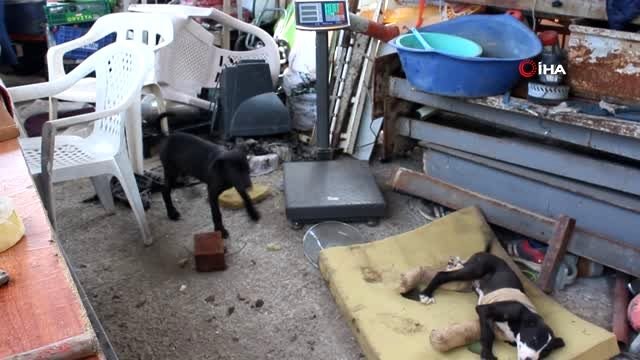 İnsanlık hala ölmemiş dedirtti...Anneleri ölen yavru köpeklere bakmak için seferber oldu