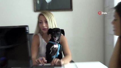 Belediye personeli ayda bir gün evcil hayvanıyla mesaiye geliyor