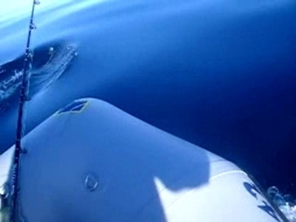 Dauphins