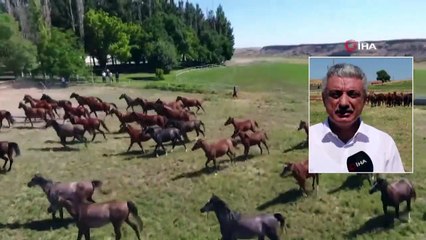 Hipodromların Şampiyonları Sultansuyu’nda Yetişiyor