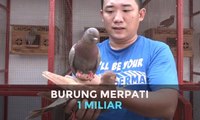 Seekor Burung Merpati Seharga 1 Milyar Rupiah
