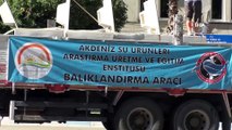 Anaç Sazan Balıklarından Keçi Gibi Balık Sağımı