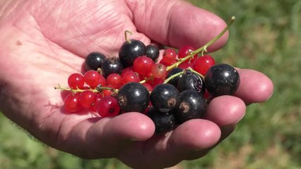 Xhavit Alija I sukseshsëm në kultivimin e pemëve të imta në një hapësirë prej 5 hektarësh-Lajme