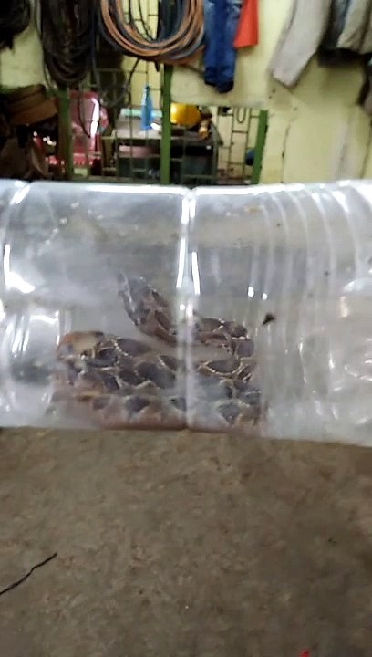 snake baby