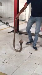 Un garagiste découvre un cobra sous la voiture qu'il répare !