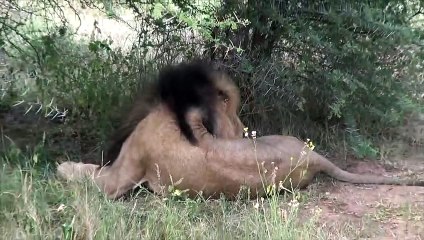 Quand un lion approche pour sentir les chaussures d'un guide