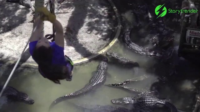 Cette tyrolienne passe au dessus des crocodiles... Terrifiant