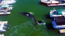 Une baleine vient jouer dans un port et c'est magnifique