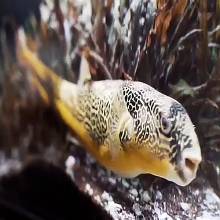 WOW, HE ATE IT! Puffer Fish