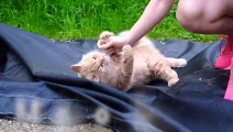 Siberian Cat Dreamcat loves cat cookies