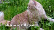 Siberian Cat Dreamcat goes for a cat walk