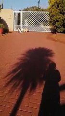 Un cacatoès défend ses maîtres