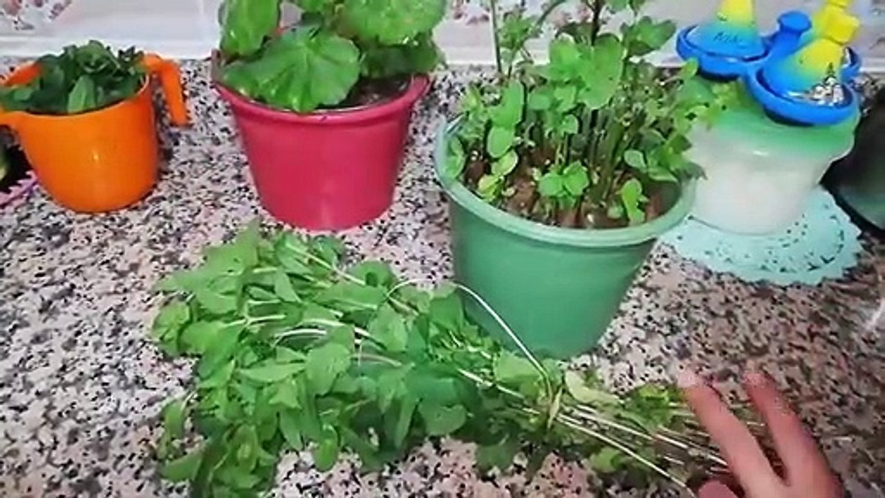 ‫أحبكم في الله ؛ كيفاش تزرع النعناع في الدار