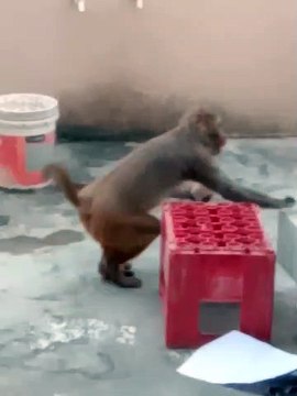 Monkey eating food