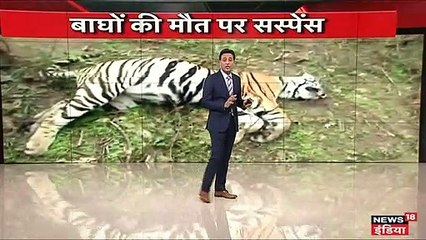 चंद्रपुर वन रेंज में बाघिन और 2 शावकों की मौत पर सवाल