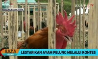 Lestarikan Ayam Pelung Melalui Kontes