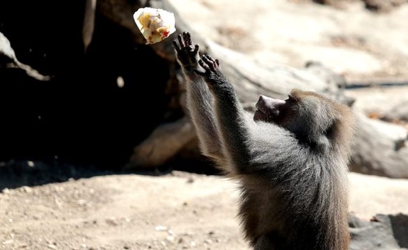 Sıcaktan bunalan hayvanlara buzlu meyve