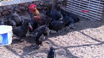 ANTALYA 'Anne sütünden sonra en değerli besin yumurta'