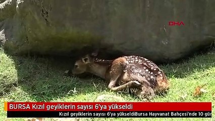 BURSA Kızıl geyiklerin sayısı 6'ya yükseldi