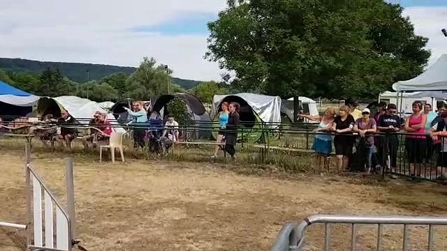 Concours d'agility au Paquis de Pont-à-Mousson