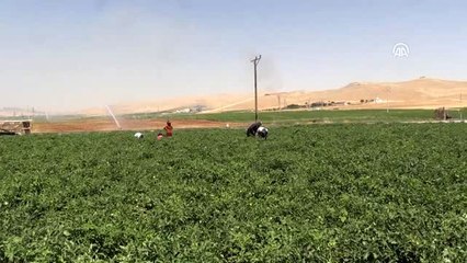 Ekmek mücadelesi için sıcaklara göğüs geriyorlar