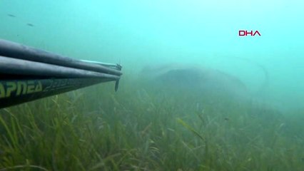 Çanakkale Boğazı'nda devasa vatoz görüntülendi
