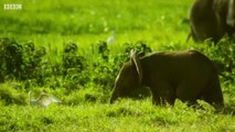 Tembo The Elephant Protects Baby Brother From Lions - Serengeti- Narrated by John Boyega - BBC Earth