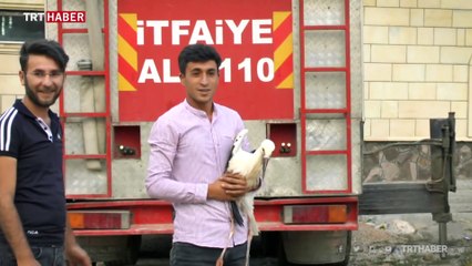 Leylek yavrusunu düştüğü yuvasına itfaiye kavuşturdu
