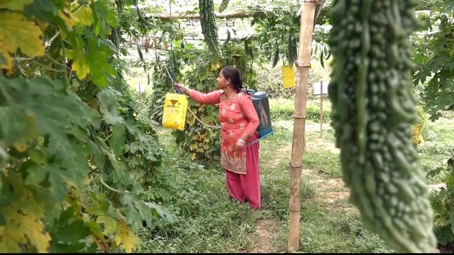 Drought in Nepal: Farmers struggle with lack of water